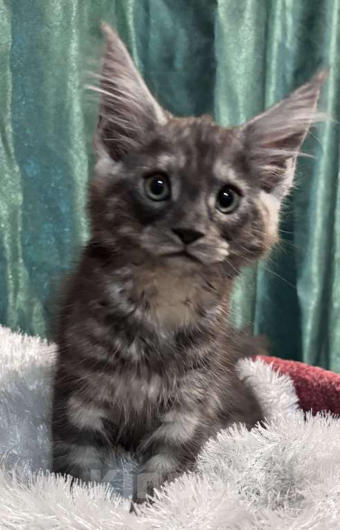 Кошки в Петергофе: Девочки близняшки Девочка, 40 000 руб. - фото 1