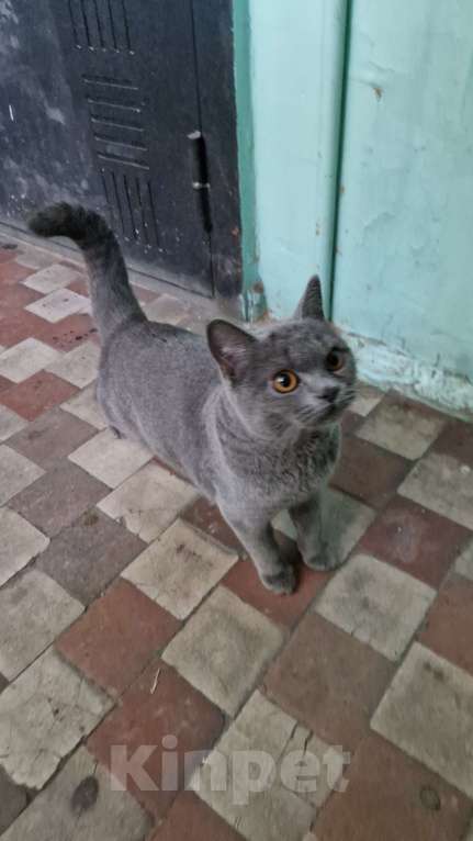 Кошки в Иркутске: Найдена кошка Девочка, Бесплатно - фото 1