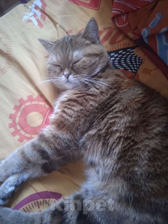 Кошки в Новосибирске: Потерялась любимица Девочка, 500 руб. - фото 1