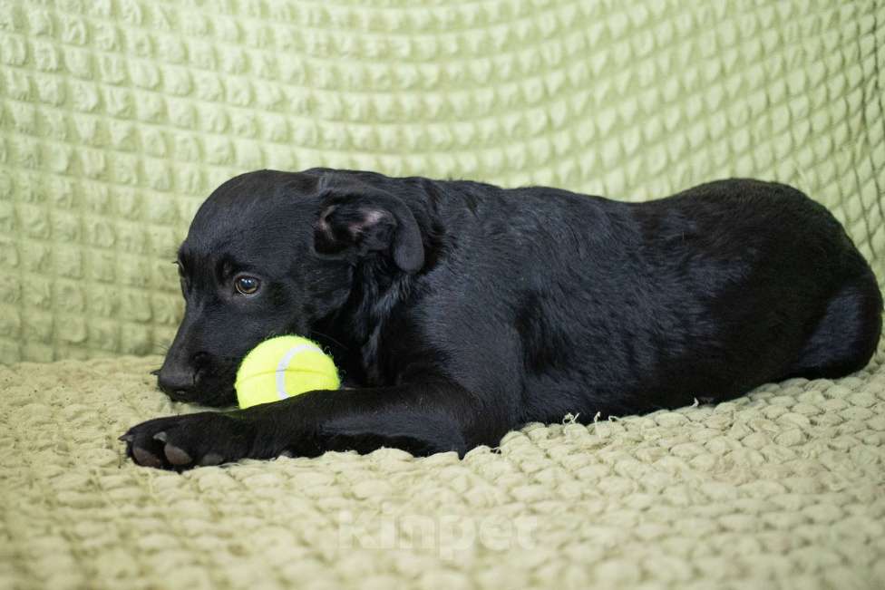 Собаки в других городах Московской области: Щенок в добрые руки  Мальчик, Бесплатно - фото 5