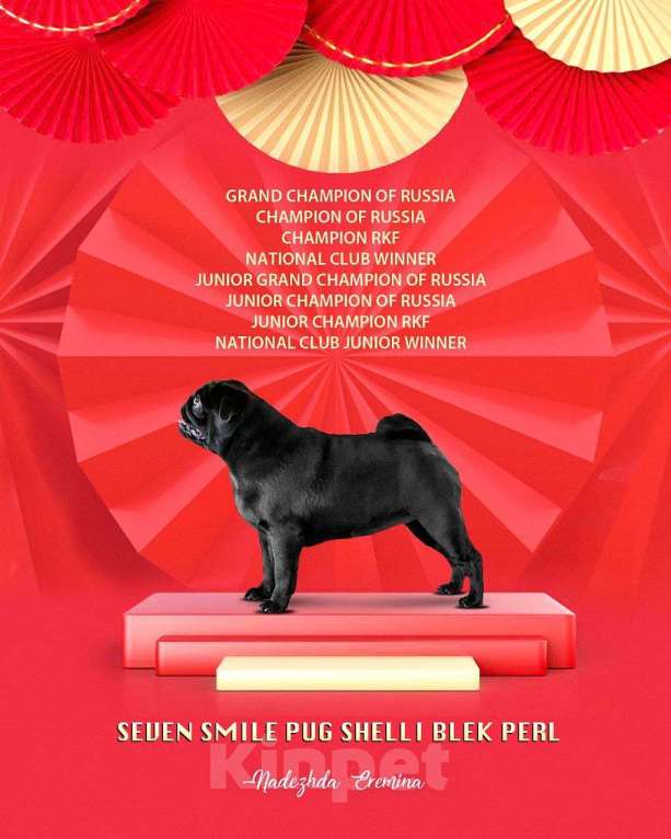 Собаки в Ореховом-Зуево: Очаровательная малышка ищет любящую семью! Девочка, 60 000 руб. - фото 4