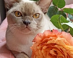 Кошки в Нижнем Новгороде: Бурманский котик Мальчик, Бесплатно - фото 3