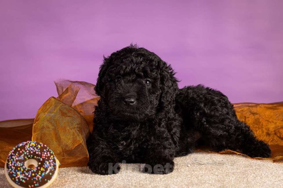 Собаки в Москве: EPIKA Девочка, 150 000 руб. - фото 2