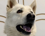 Собаки в Дзержинском: Позитивный пес Артем ищет дом Мальчик, Бесплатно - фото 3