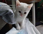 Кошки в Симферополе: Котята в добрые руки Разнополые, Бесплатно - фото 6