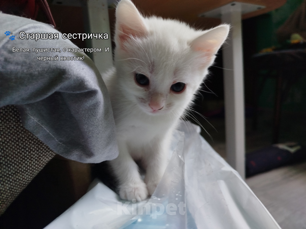 Кошки в Симферополе: Котята в добрые руки Разнополые, Бесплатно - фото 6
