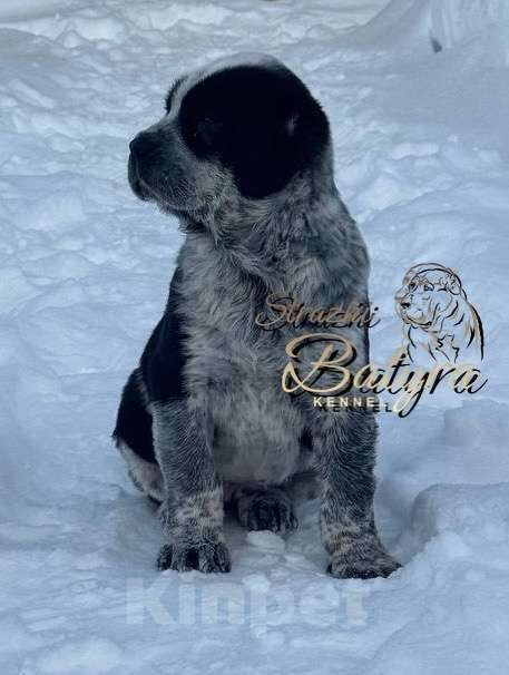 Собаки в Калуге: Щенок САО Девочка, 75 000 руб. - фото 2