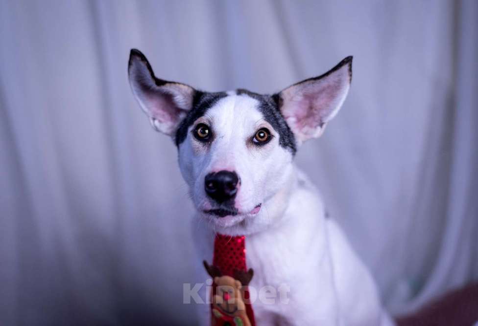 Собаки в других городах Московской области: Нильс мальчик Мальчик, Бесплатно - фото 3