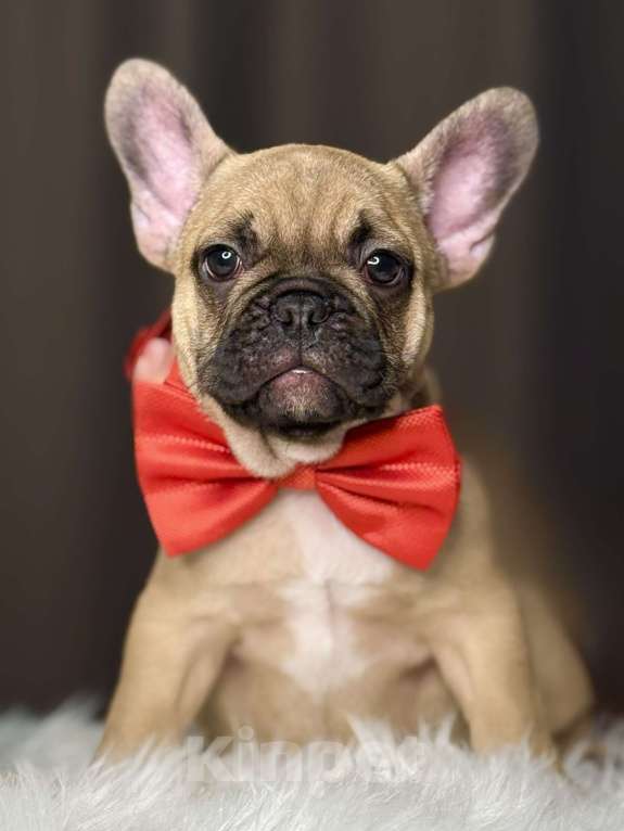 Собаки в Краснодаре: Французские Булочки  Мальчик, Бесплатно - фото 5