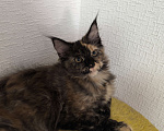 Кошки в Симферополе: Котята Мейн-кун Девочка, 15 000 руб. - фото 3