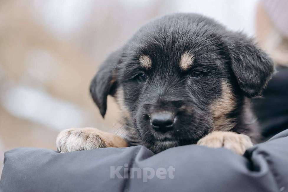 Собаки в Москве: Бакки Мальчик, Бесплатно - фото 5