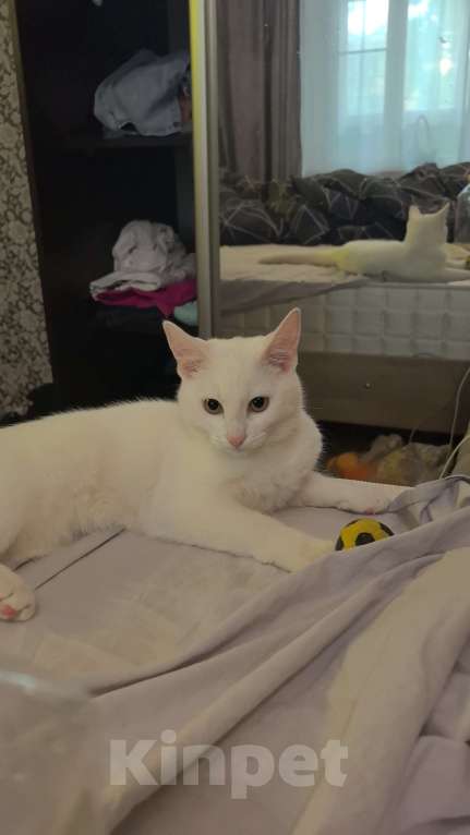 Кошки в других городах Московской области: Пожалуйста заберете в добрые руки  Девочка, Бесплатно - фото 1