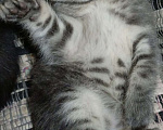 Кошки в Севастополе: Котенок дымчатый Девочка, Бесплатно - фото 1