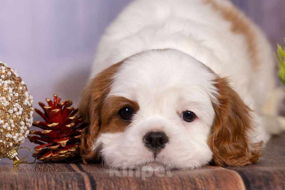 Собаки в Королеве: Кавалер Кинг Чарльз спаниель щенок девочка мини Девочка, 75 000 руб. - фото 3