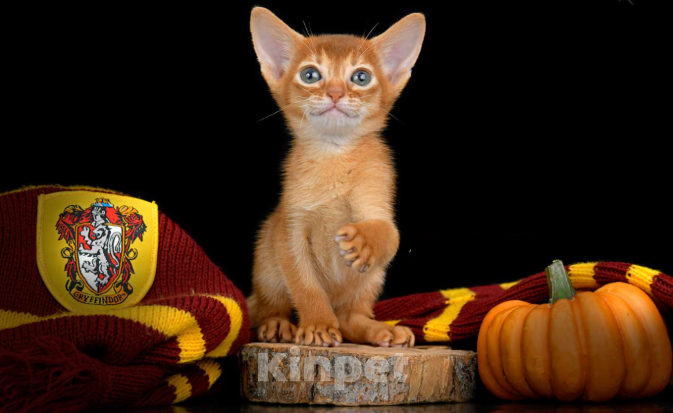 Кошки в Ставрополе: Абиссинский котенок шоу Девочка, 160 000 руб. - фото 4