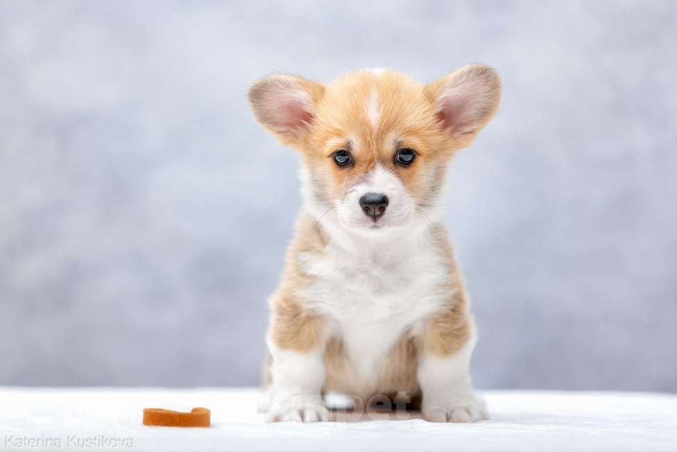 Собаки в Москве: Корги мальчики Мальчик, Бесплатно - фото 3