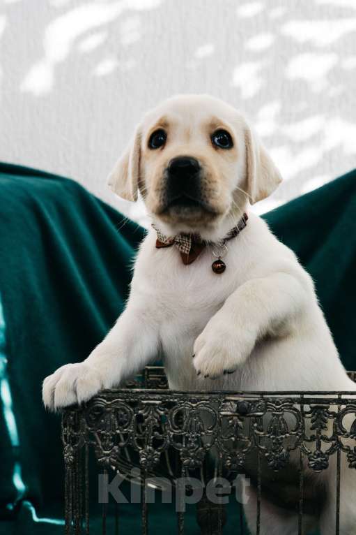 Собаки в Москве: Лабрадор-ретривер, щенок Девочка, Бесплатно - фото 4