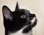 Кошки в Обнинске: Котенок Пашка ищет место в сердечке Мальчик, Бесплатно - фото 2