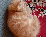 Кошки в Краснодаре: Котик. Рыжики рулят Мальчик, 5 000 руб. - фото 6