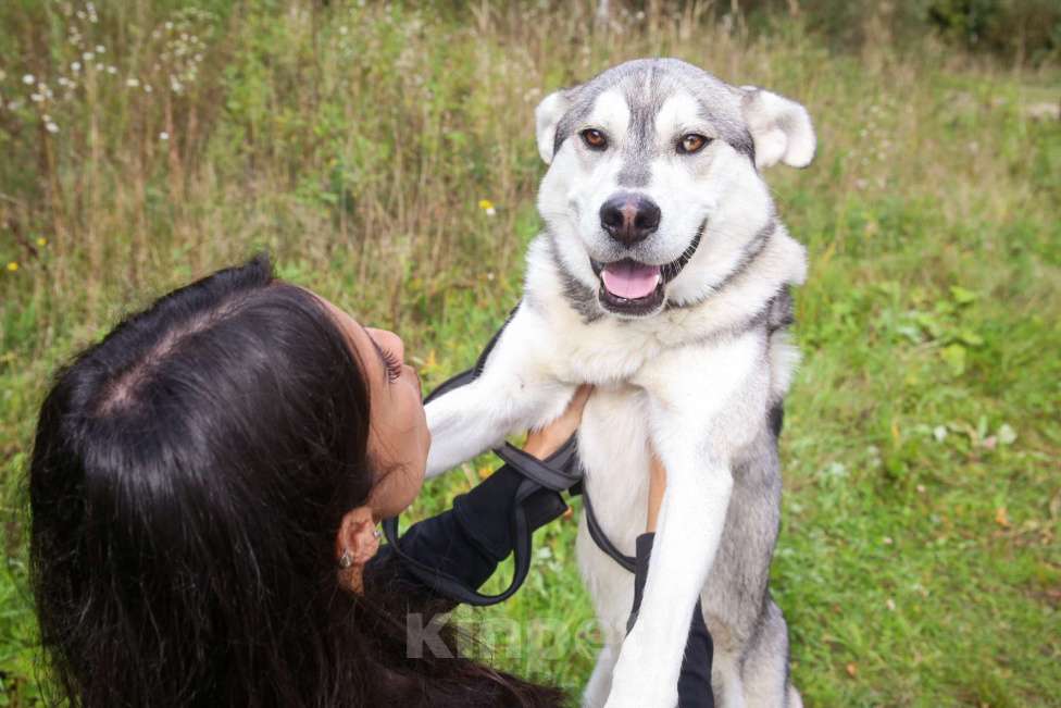 Собаки в Москве: Серенький Мальчик, Бесплатно - фото 10