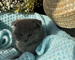 Кошки в Саратове: Шотландская вислоухая кошка  Девочка, 5 000 руб. - фото 1