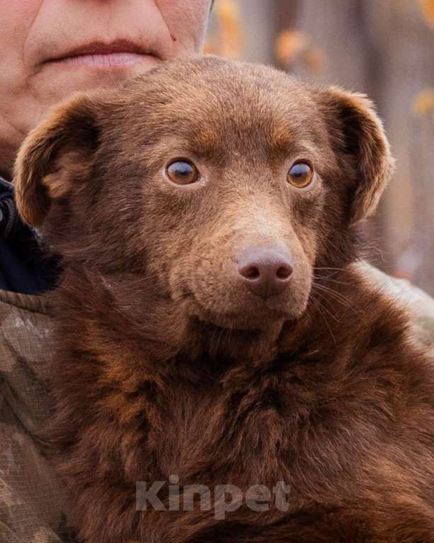 Собаки в Москве: Маленькая собачка ищет дом Девочка, Бесплатно - фото 6