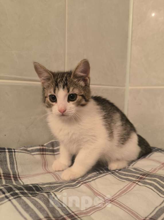 Кошки в Санкт-Петербурге: Идеальное дите мальчик 2 мес Мальчик, 100 руб. - фото 6