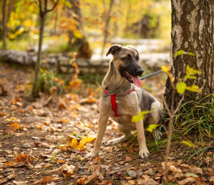 Собаки в Москве: Сенди Девочка, Бесплатно - фото 2