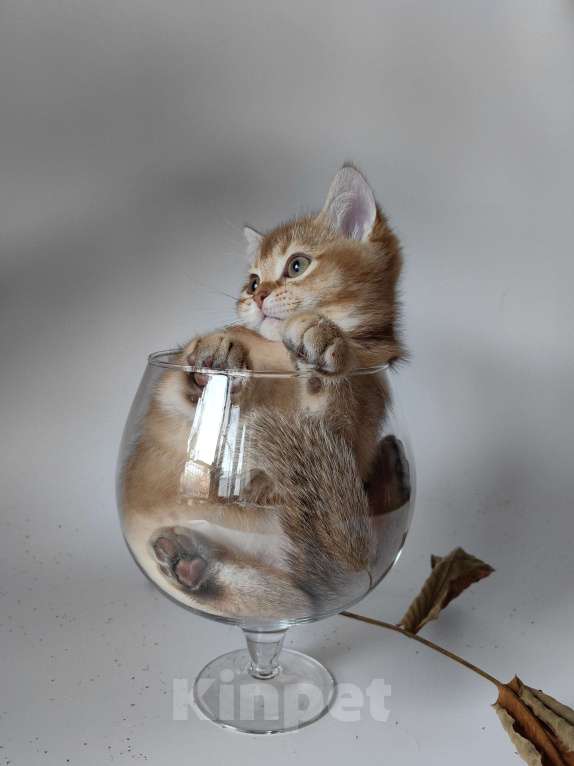 Кошки в Москве: Шотландский котик золотой тикированный  Мальчик, 28 000 руб. - фото 3