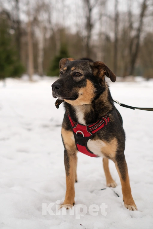 Собаки в Санкт-Петербурге: Сальма из приюта в добрые руки Девочка, Бесплатно - фото 7