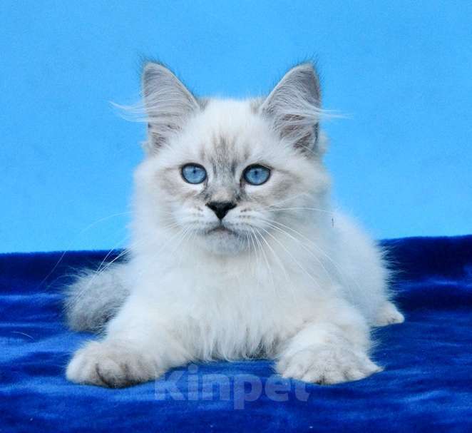Кошки в Москве: Синеглазый красавец Мальчик, 50 000 руб. - фото 2