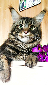 🔥🔥🔥МАЛЬЧИК МЕЙН-КУН ПИТОМНИК