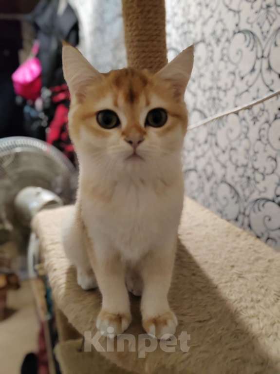 Кошки в Владивостоке: Шотландская золотая шиншилла Девочка, Бесплатно - фото 3