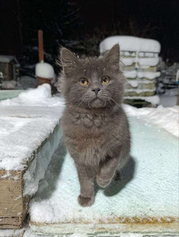 Кошки в Санкт-Петербурге: Клепа Девочка, Бесплатно - фото 1