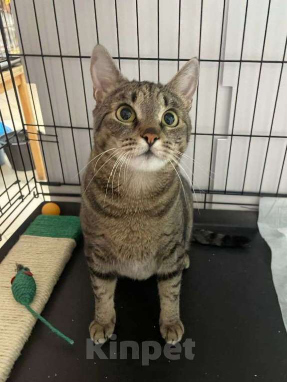 Кошки в Москве: Большая ласковая кошечка в добрые руки! Девочка, Бесплатно - фото 2