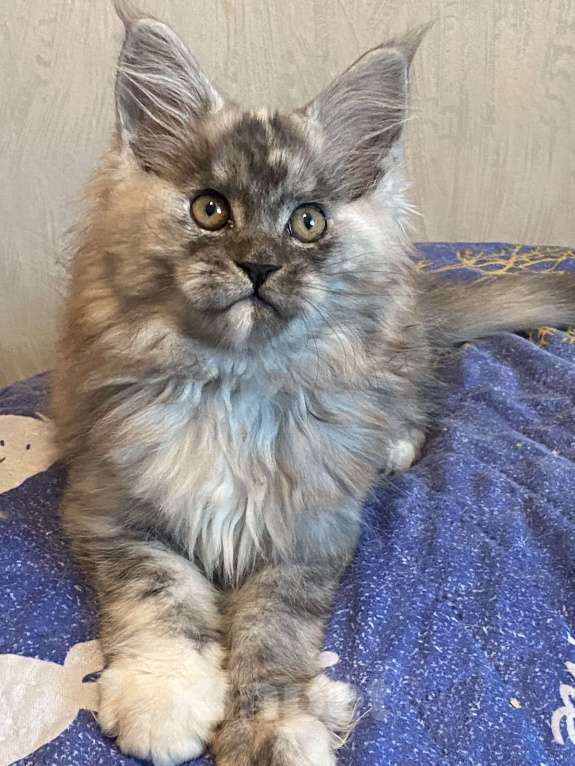 Кошки в Москве: Мейн-кун черепаховый дым Девочка, Бесплатно - фото 10