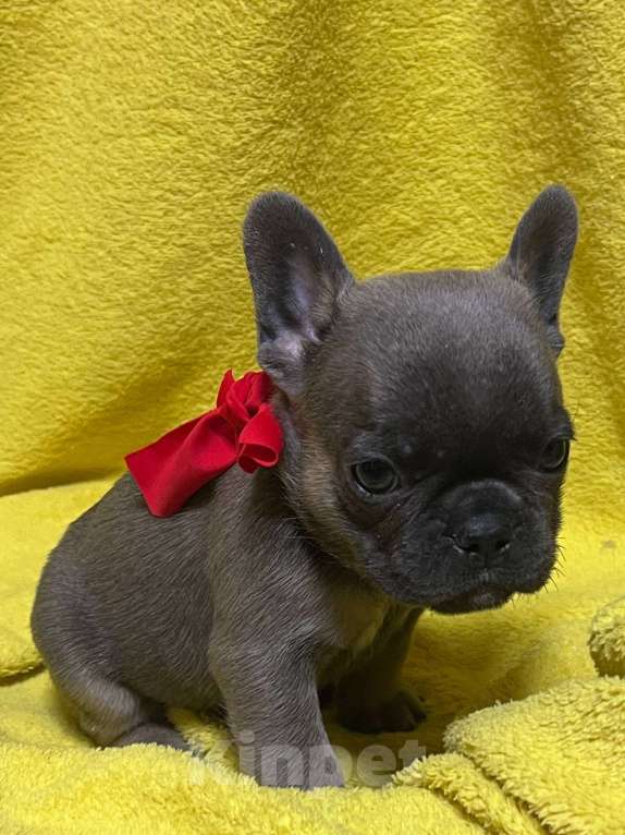 Собаки в Нижнем Новгороде: 6 щенков французского бульдога Мальчик, 30 000 руб. - фото 4