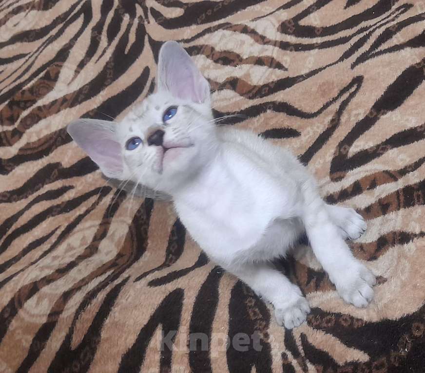 Кошки в Липецке: Котик Мальчик, 22 000 руб. - фото 1