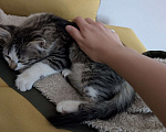 Кошки в Москве: 🐱 Котёнок-путешественник ищет дом!🚗💨  Мальчик, Бесплатно - фото 3
