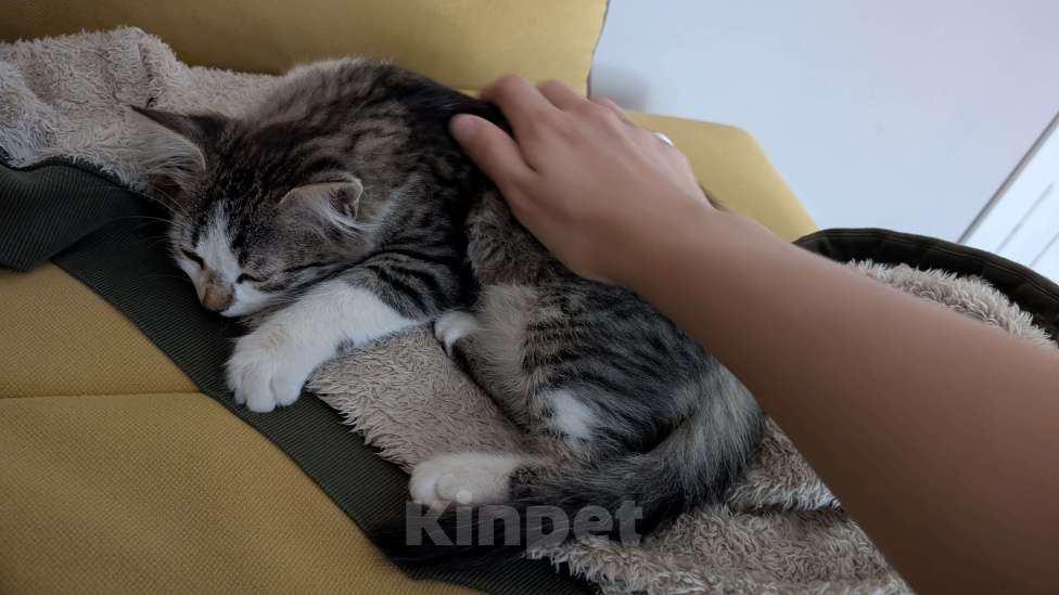 Кошки в Москве: 🐱 Котёнок-путешественник ищет дом!🚗💨  Мальчик, Бесплатно - фото 3