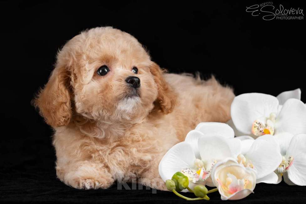 Собаки в Санкт-Петербурге: Щенки мальтипу Девочка, 120 000 руб. - фото 5