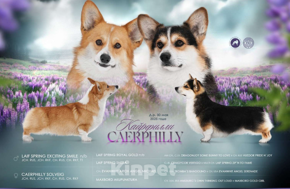 Собаки в Воронеже: Щенки Вельш Корги Пемброк Девочка, 75 000 руб. - фото 6