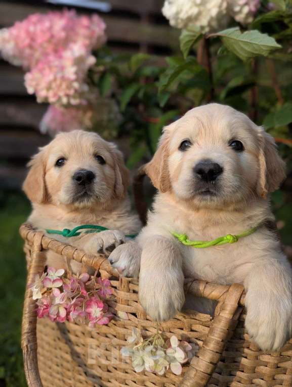 Собаки в Ижевске: Праймис Анима Вичи Девочка, 65 000 руб. - фото 3