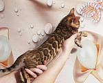 Кошки в Химках: Клубные чистокровные бенгальские котята  Мальчик, 50 000 руб. - фото 5