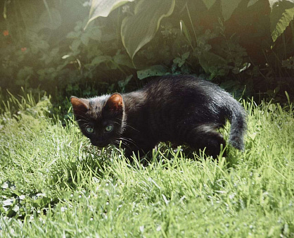 Объявление: Котёнок окрас чёрный дым 1.5 месяца, 1 руб., Домодедово