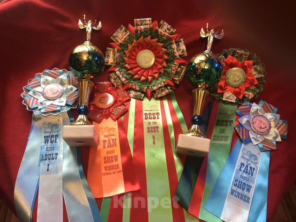 Кошки в Санкт-Петербурге: Продаю элитного белого персидского котенка мальчика Мальчик, Бесплатно - фото 7