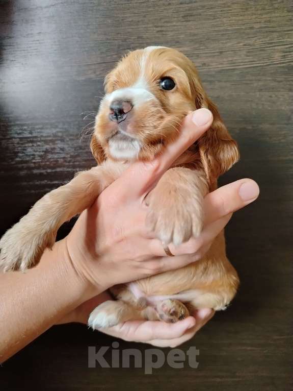 Собаки в Димитровграде: Мальчик Мальчик, 25 000 руб. - фото 3