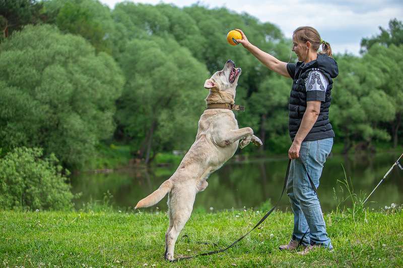 Собаки в Москве: Лабрадор Сева в добрые руки Мальчик, Бесплатно - фото 7