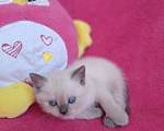 Кошки в Алупке: Шикарные шотландские котята Мальчик, Бесплатно - фото 2