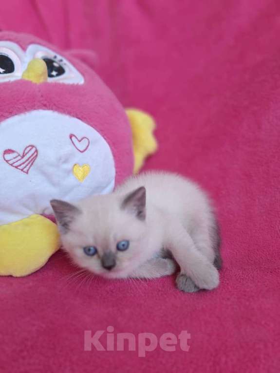 Кошки в Алупке: Шикарные шотландские котята Мальчик, Бесплатно - фото 2